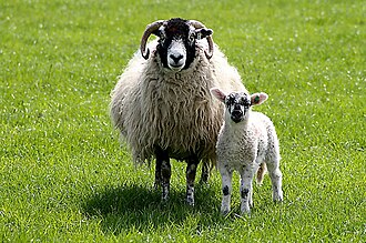 British & UK Traditional Sheep Breeds